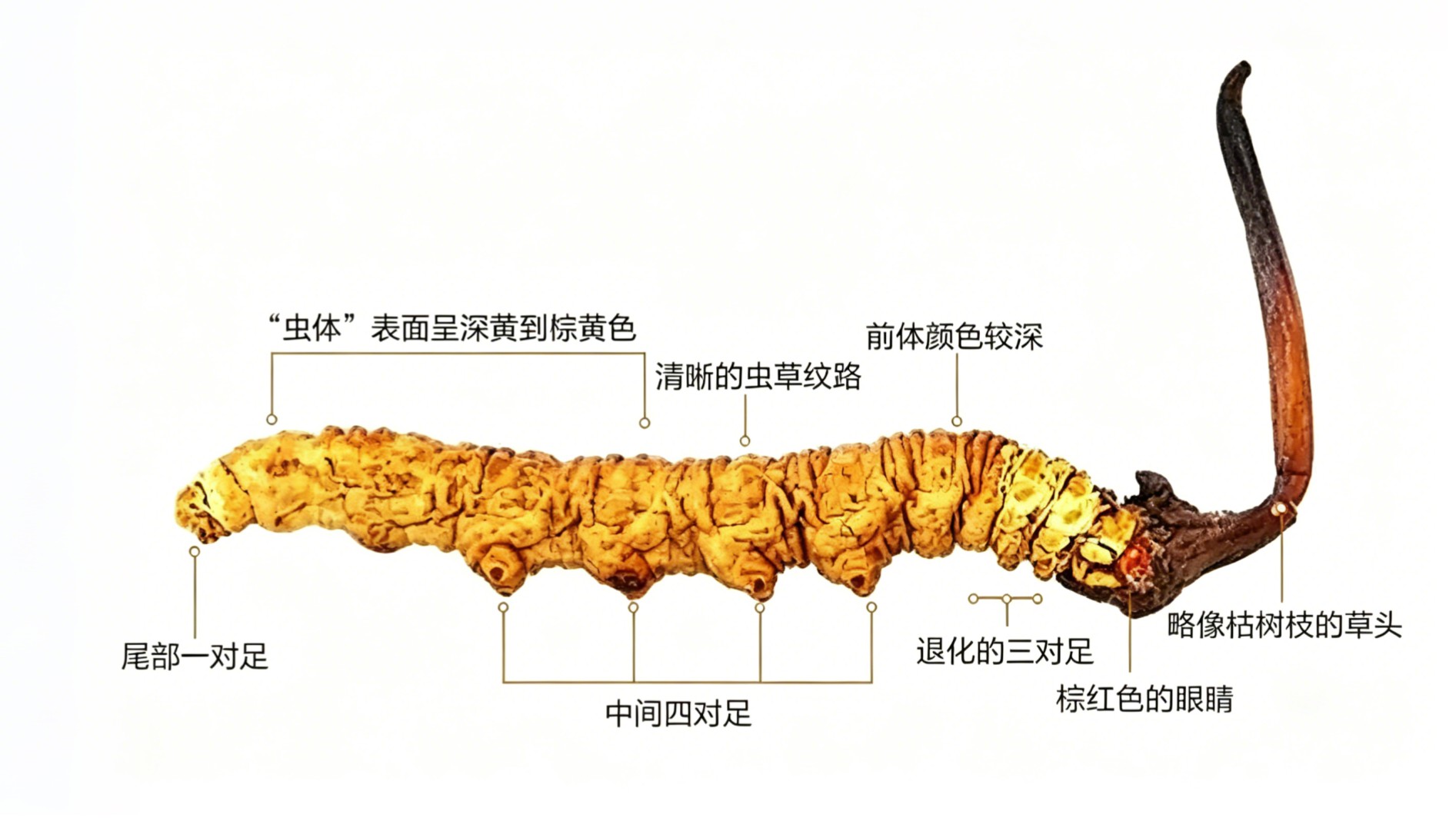 假一赔十